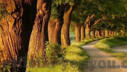 麻豆91色在线影院-麻豆91，数字时代的视听盛宴与边界探讨